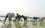 CAH Phú Xuyên hăng hái xuống đồng giúp dân cấy lúa